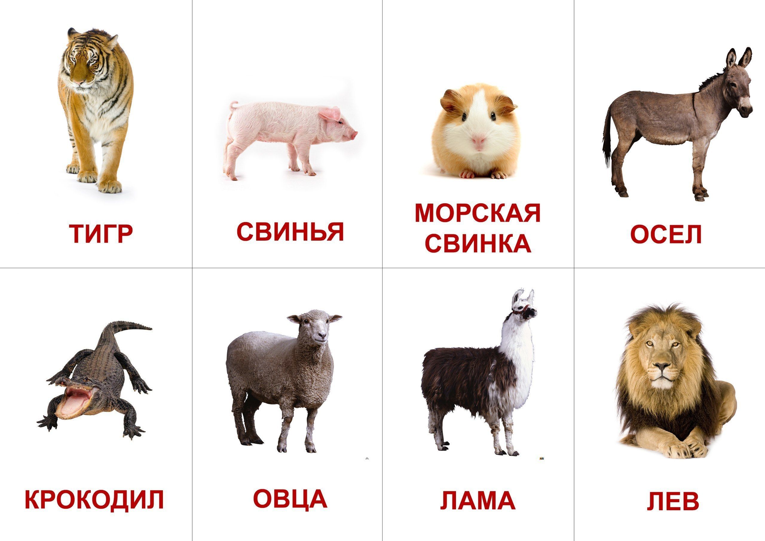 Печать развивающих карточек для детей