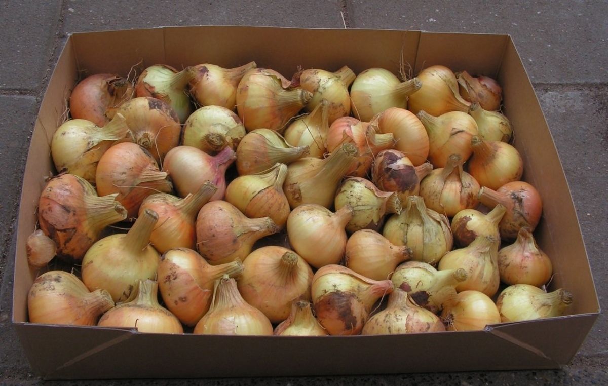 Гофроящики для лука