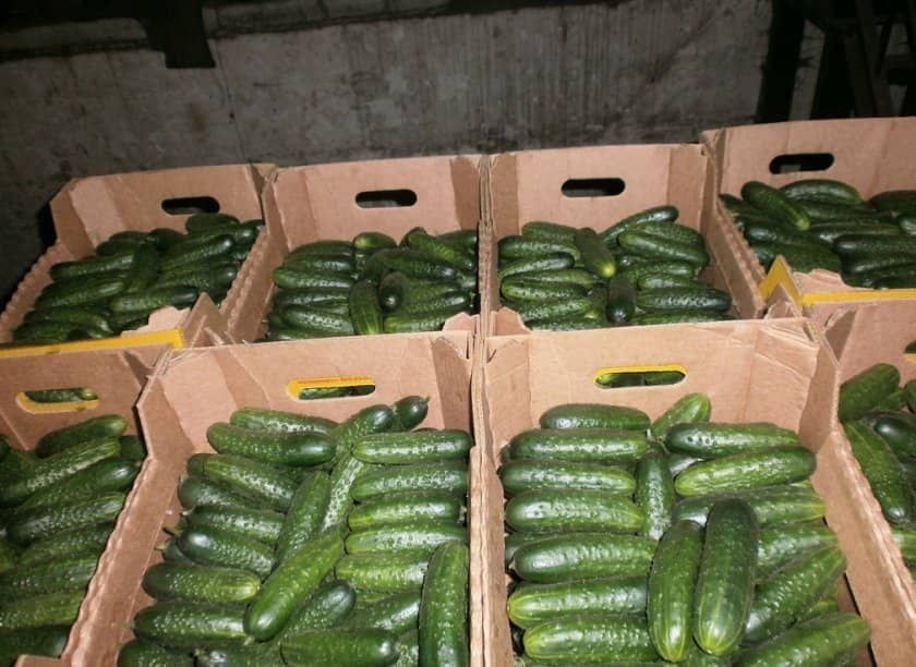 Гофроящики для огурцов