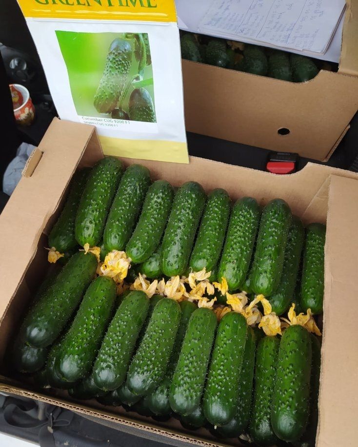 Гофроящики для огурцов