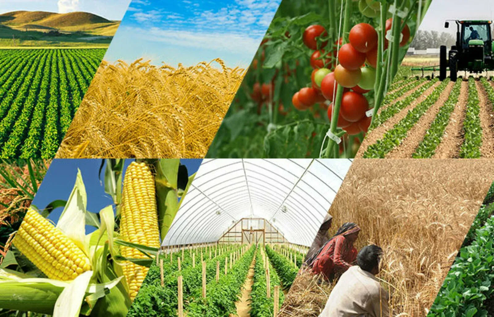 Печать плакатов по растениеводству